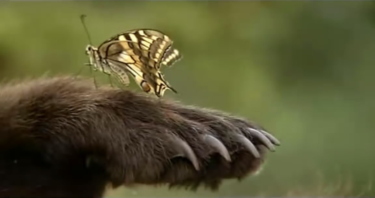 熊的故事剧照的剧照