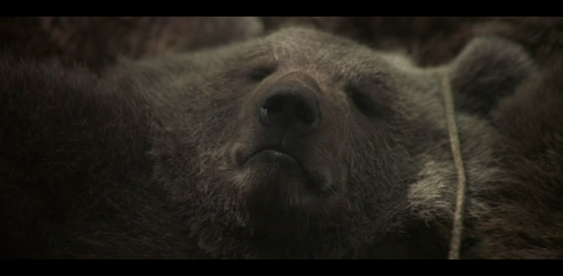熊的故事剧照的剧照