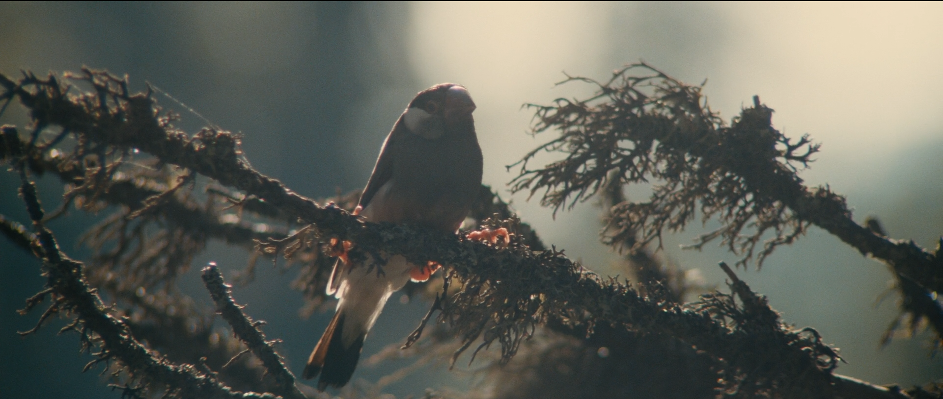 熊的故事剧照的剧照