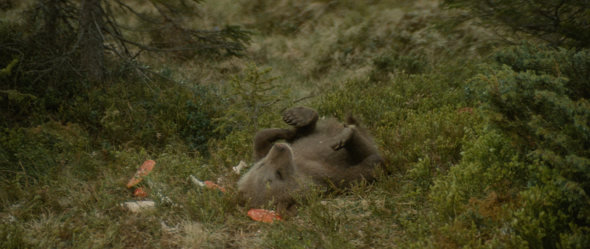 熊的故事剧照的剧照