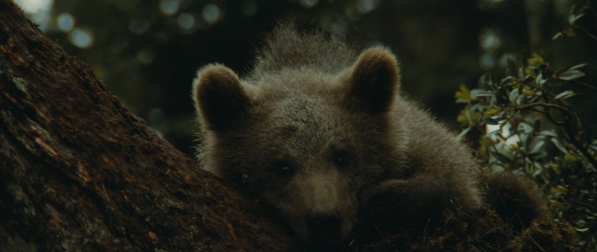 熊的故事剧照的剧照