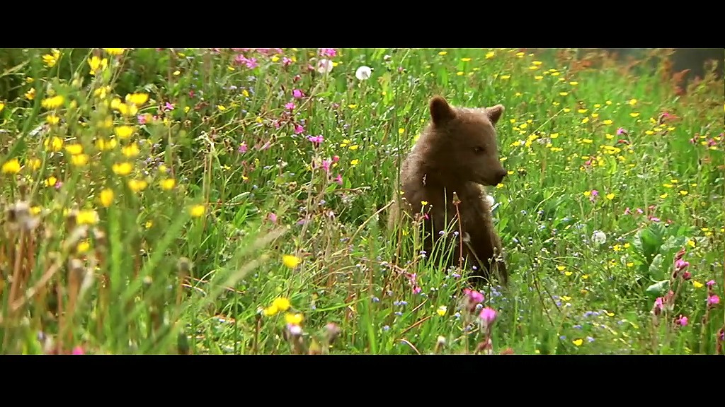 熊的故事剧照的剧照