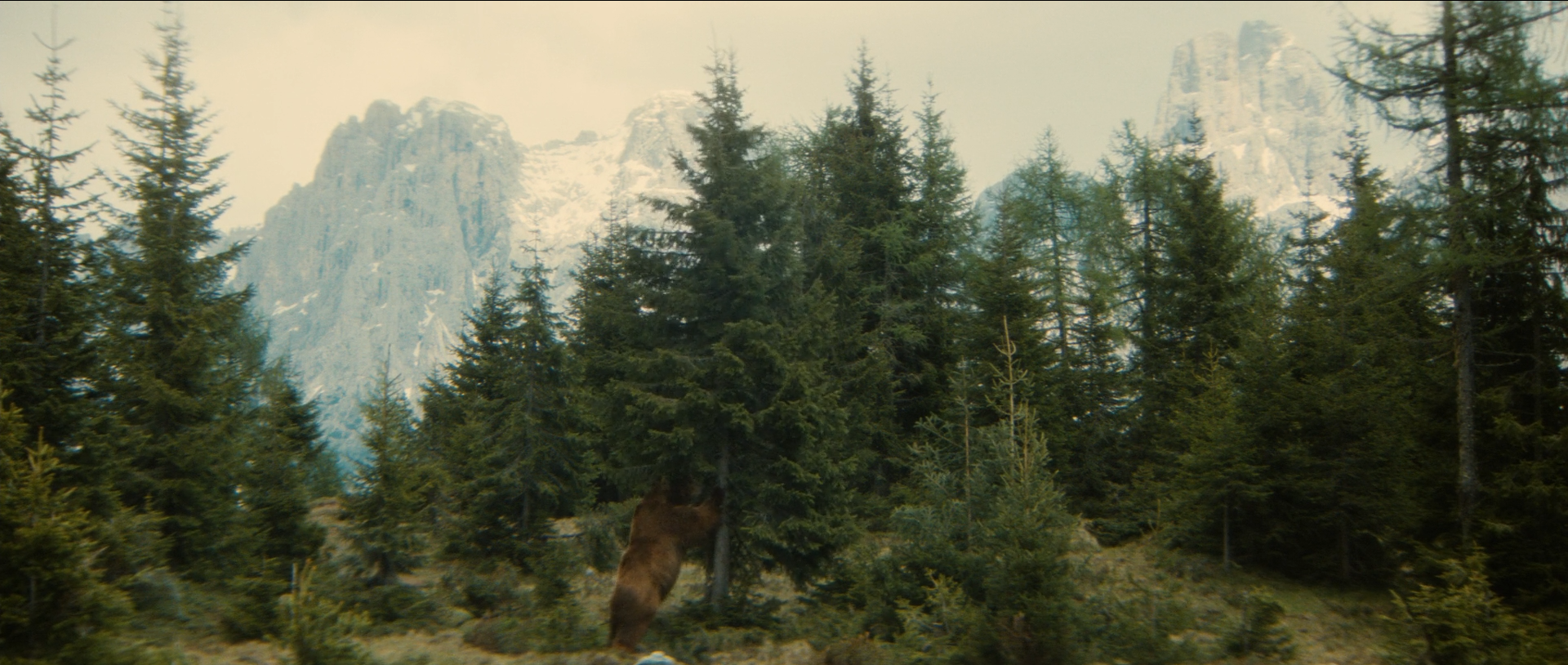 熊的故事剧照的剧照