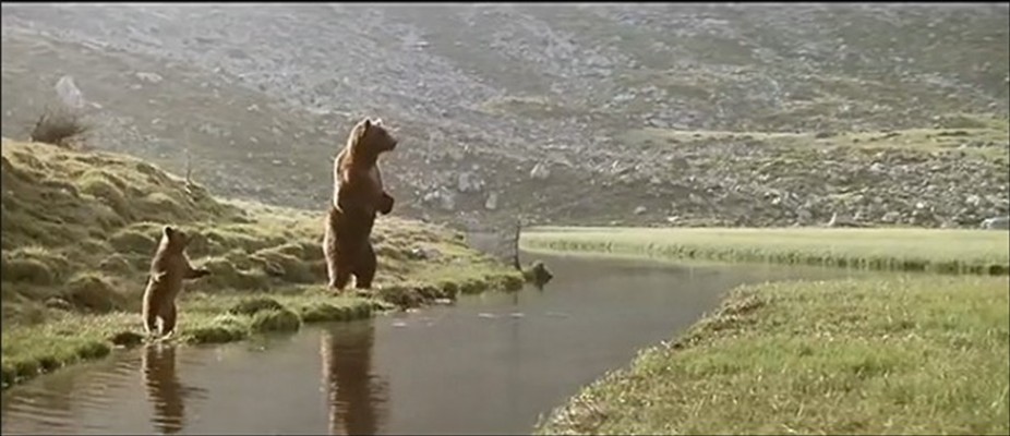 熊的故事剧照的剧照