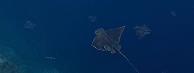 奥德赛剧照的剧照