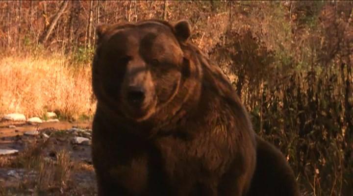 人熊传奇剧照的剧照