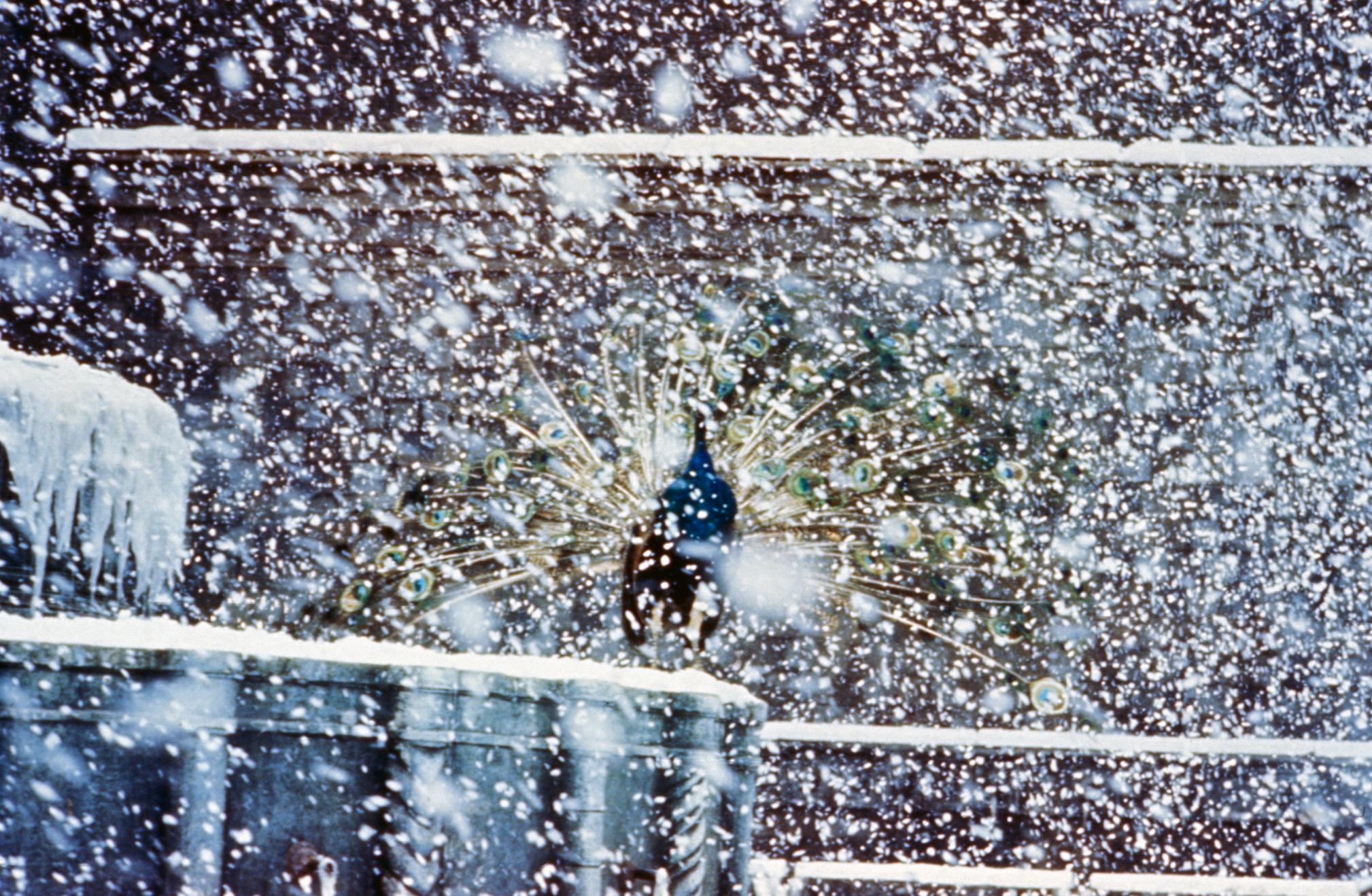 阿玛柯德剧照的剧照