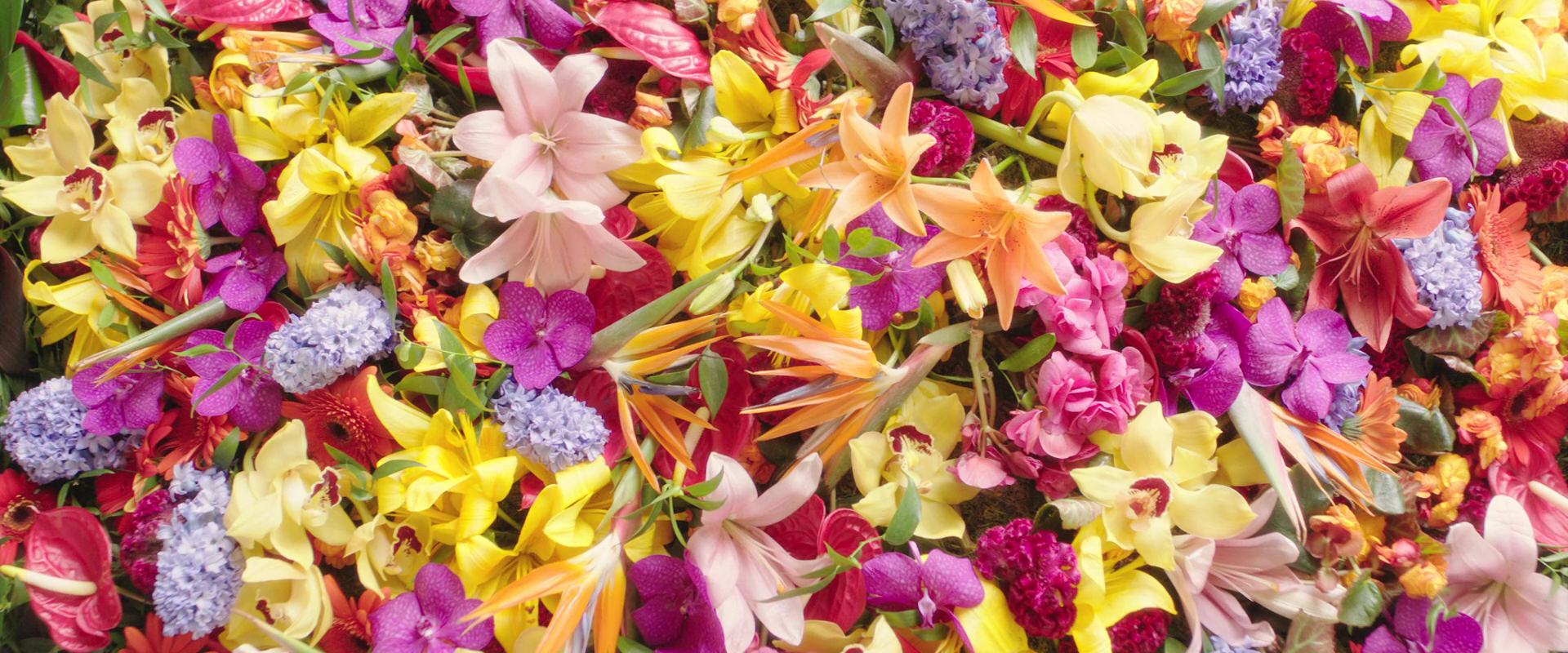 黎明之前剧照的剧照