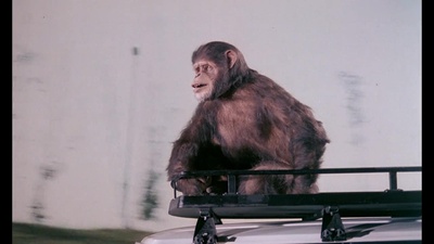 马克斯我的爱剧照的剧照