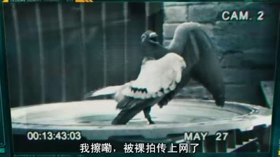 猫狗大战：珍珠猫复仇剧照的剧照