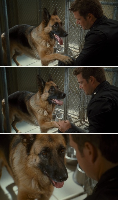 猫狗大战：珍珠猫复仇剧照的剧照