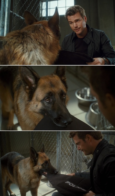 猫狗大战：珍珠猫复仇剧照的剧照