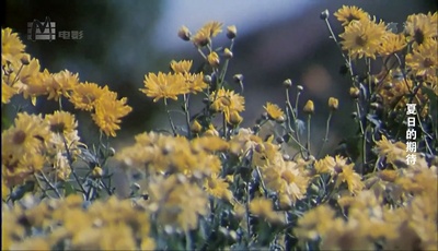 夏日的期待剧照的剧照