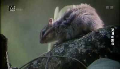 夏日的期待剧照的剧照