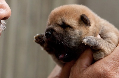 向日葵与幼犬的7天剧照的剧照