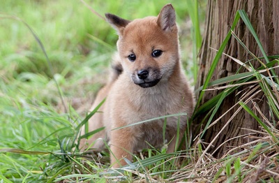 向日葵与幼犬的7天剧照的剧照