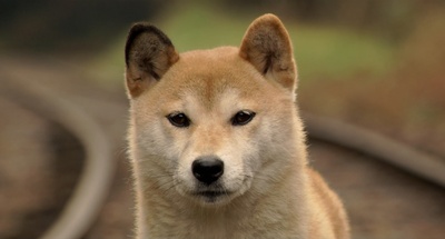 向日葵与幼犬的7天剧照的剧照