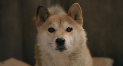 向日葵与幼犬的7天剧照的剧照