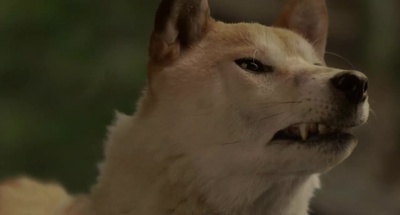 向日葵与幼犬的7天剧照的剧照