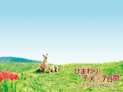 向日葵与幼犬的7天剧照的剧照