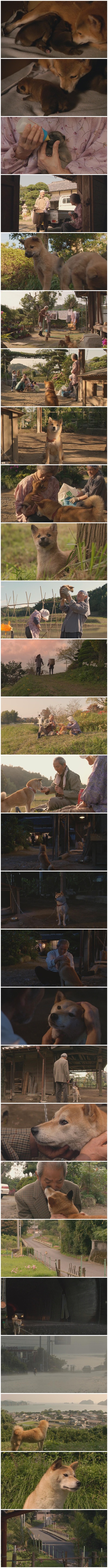 向日葵与幼犬的7天剧照的剧照