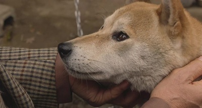 向日葵与幼犬的7天剧照的剧照