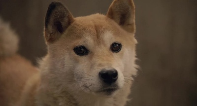 向日葵与幼犬的7天剧照的剧照