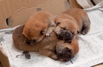 向日葵与幼犬的7天剧照的剧照