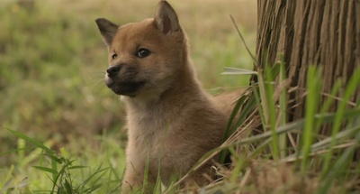 向日葵与幼犬的7天剧照的剧照