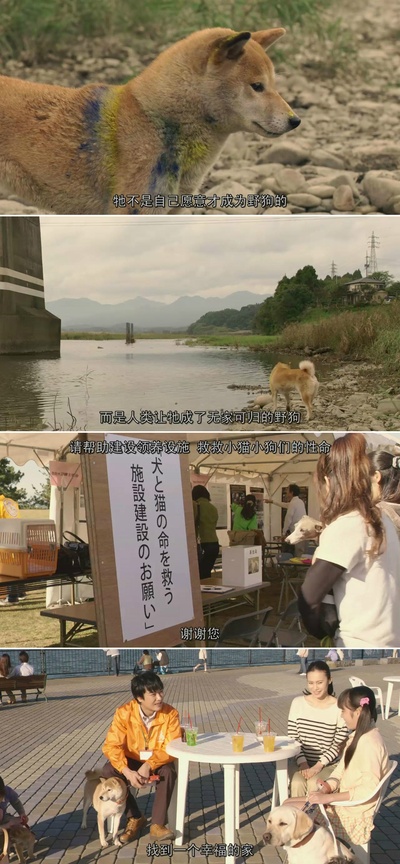 向日葵与幼犬的7天剧照的剧照