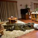 每天回家都会看到老婆在装死剧照