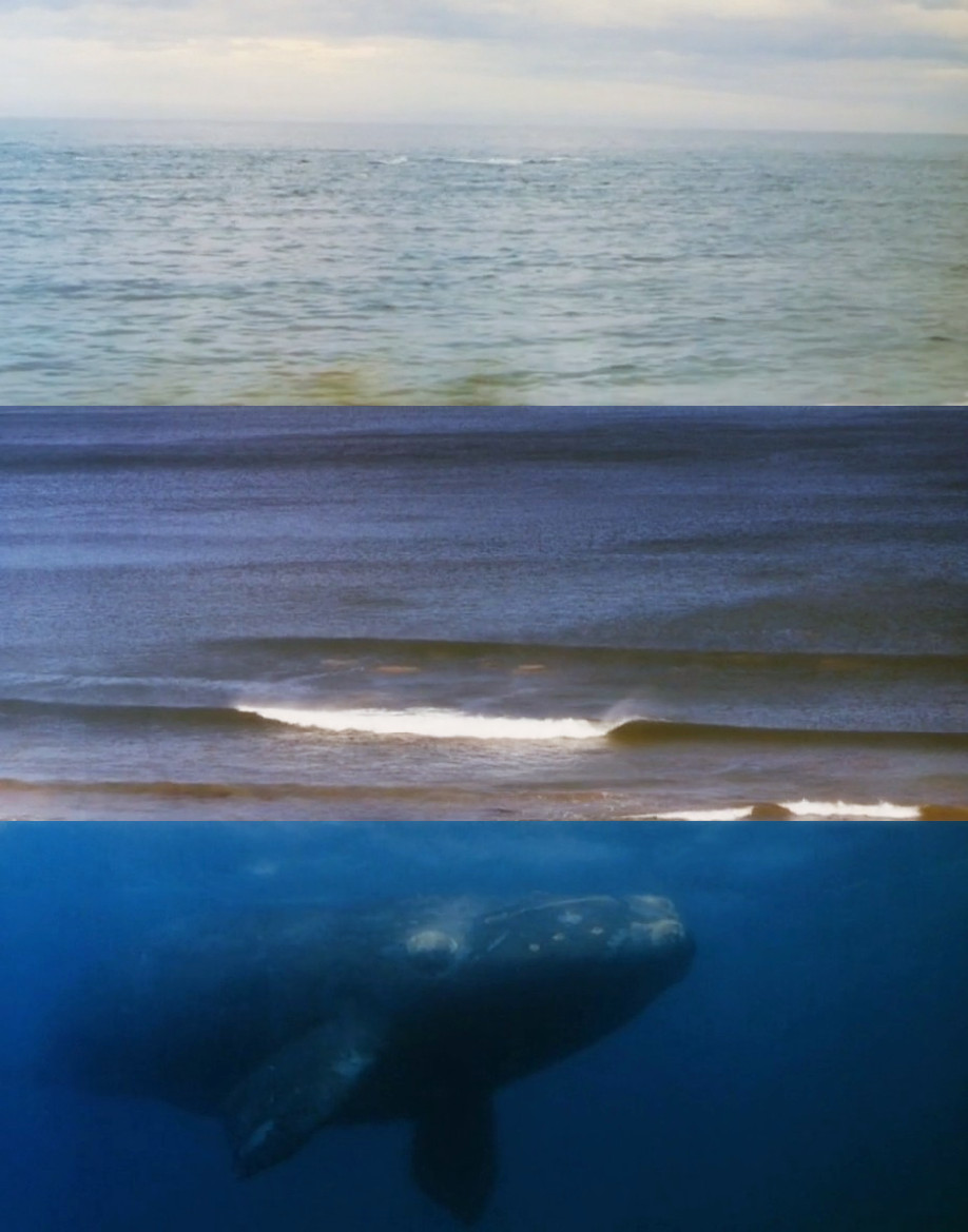 鲸骑士剧照的剧照