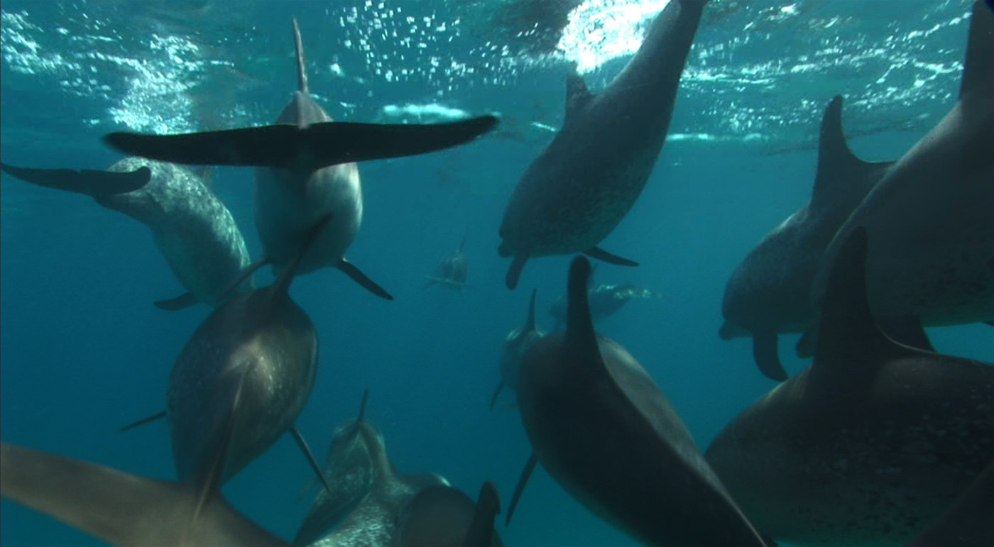 海豚湾剧照的剧照