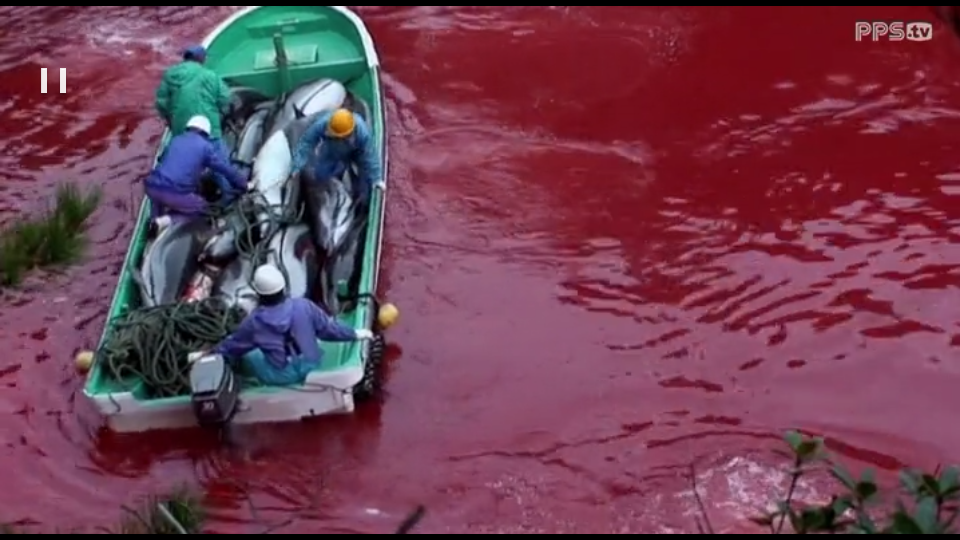 海豚湾剧照的剧照