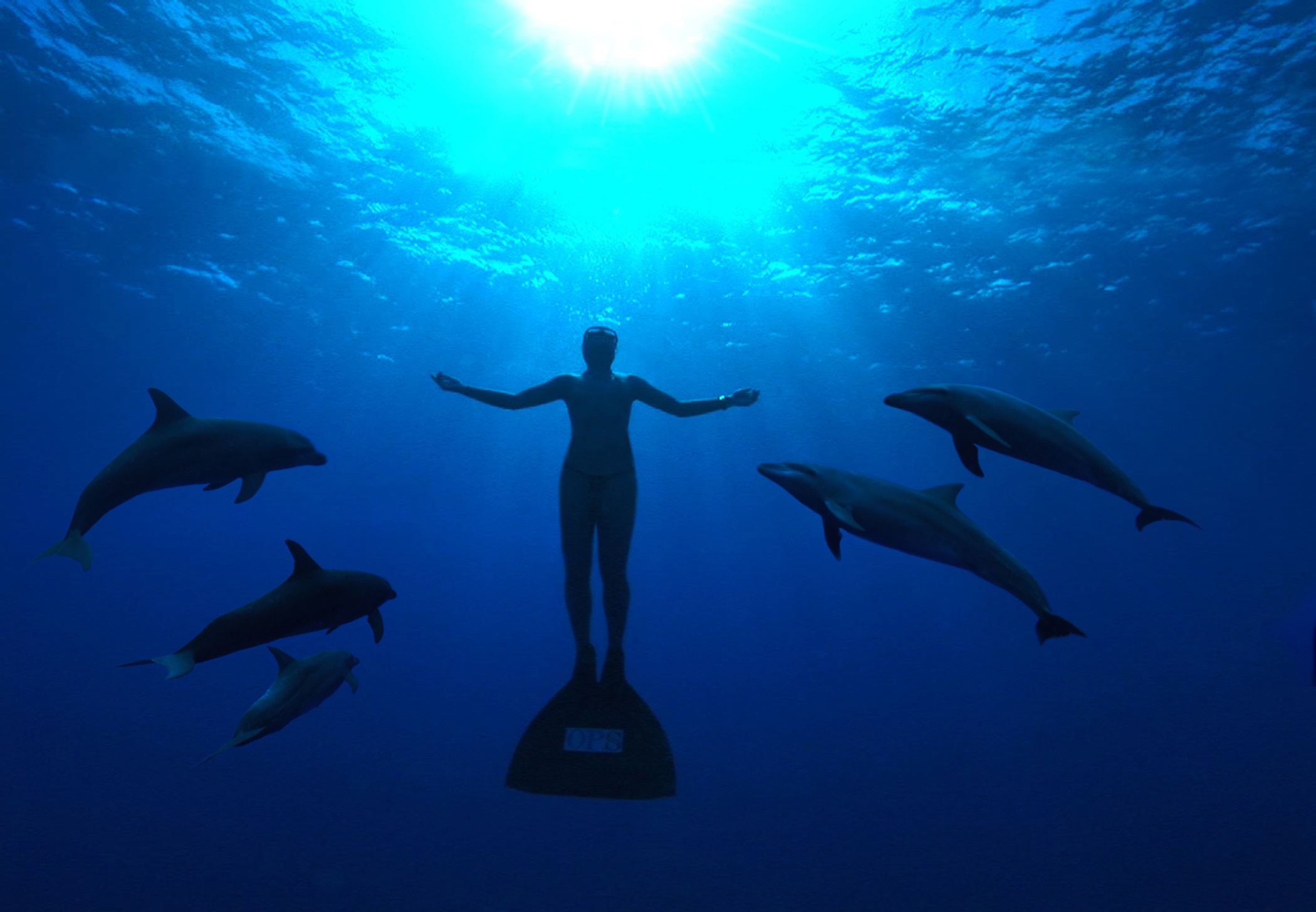 海豚湾剧照的剧照