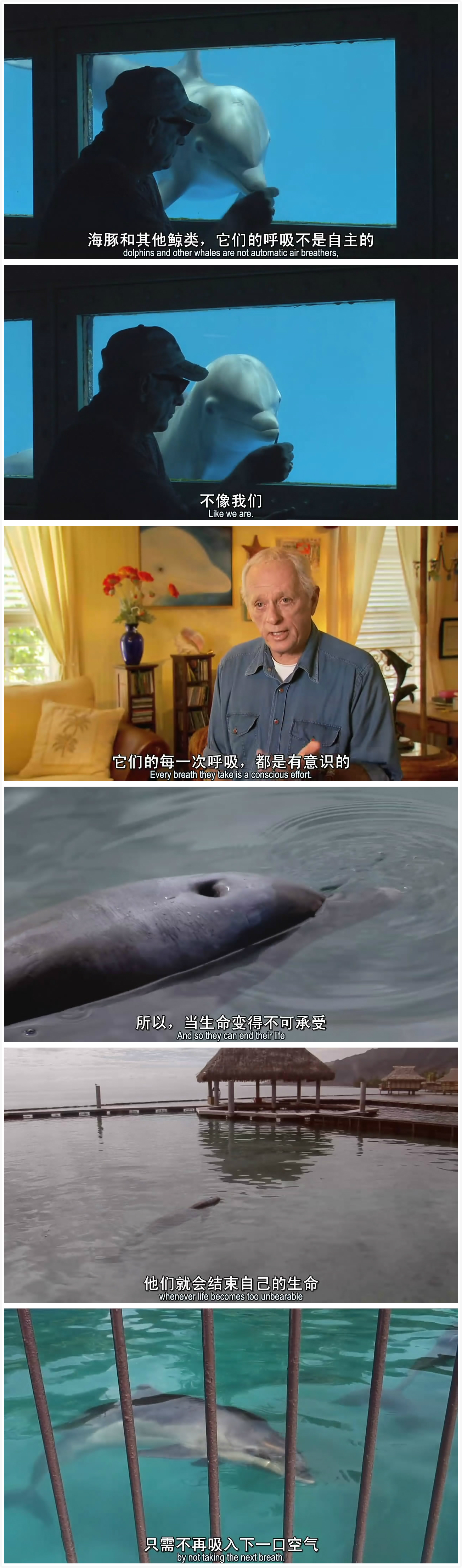 海豚湾剧照的剧照