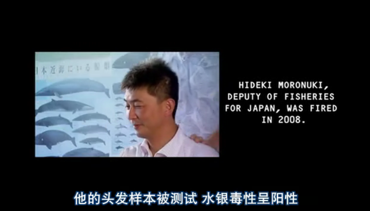 海豚湾剧照的剧照