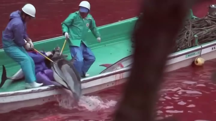 海豚湾剧照的剧照