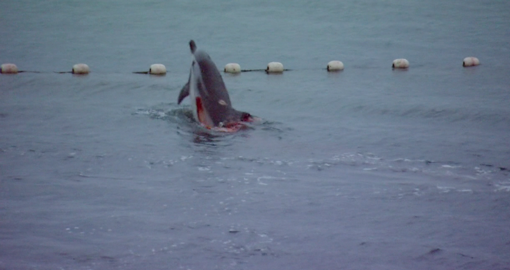 海豚湾剧照的剧照