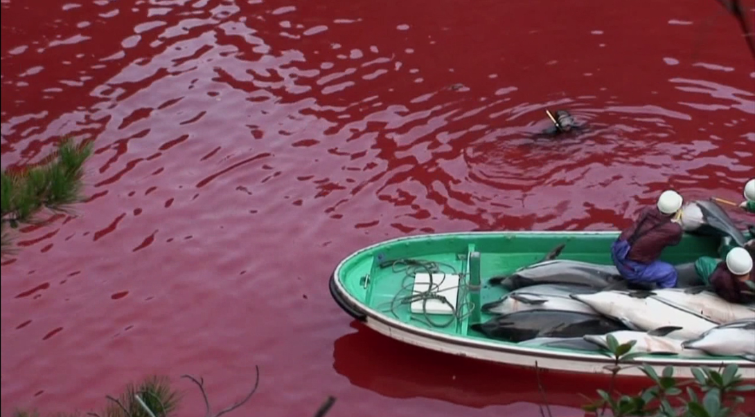 海豚湾剧照的剧照