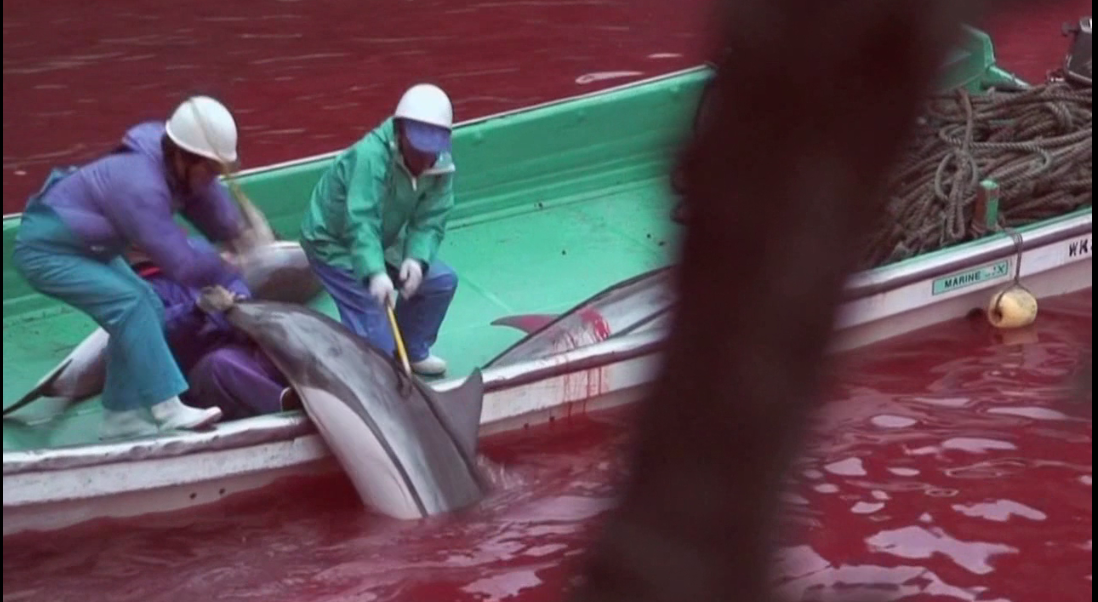 海豚湾剧照的剧照