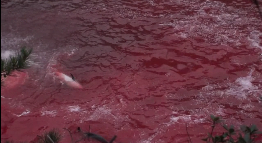 海豚湾剧照的剧照