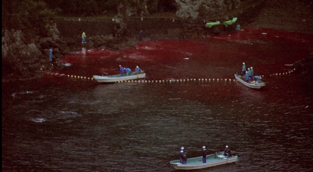 海豚湾剧照的剧照