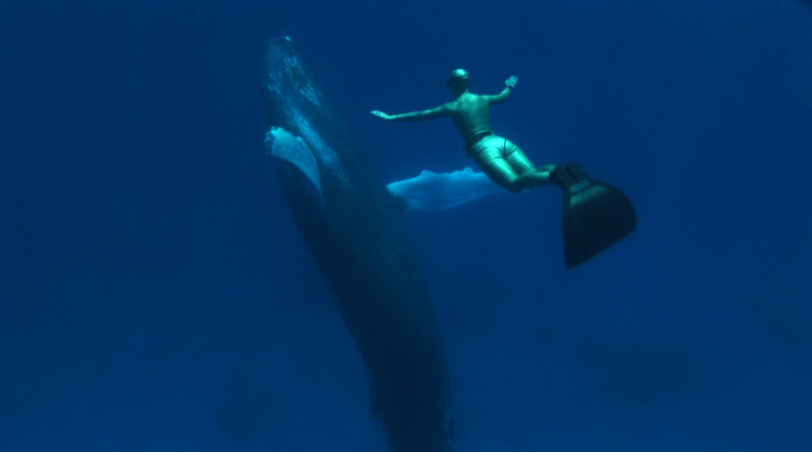 海豚湾剧照的剧照