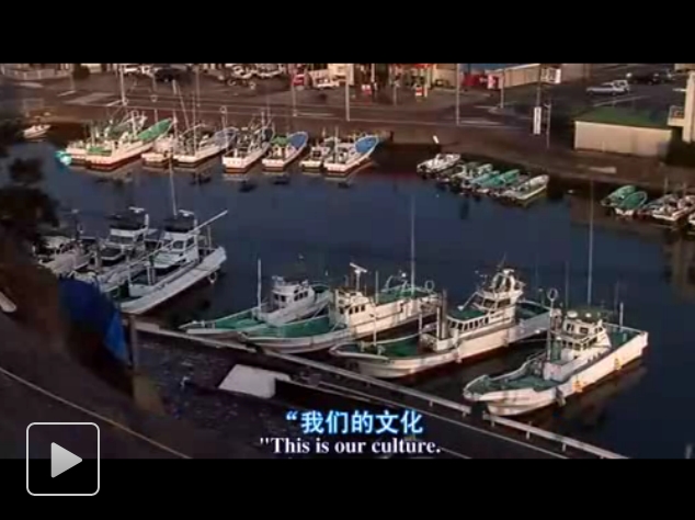 海豚湾剧照的剧照