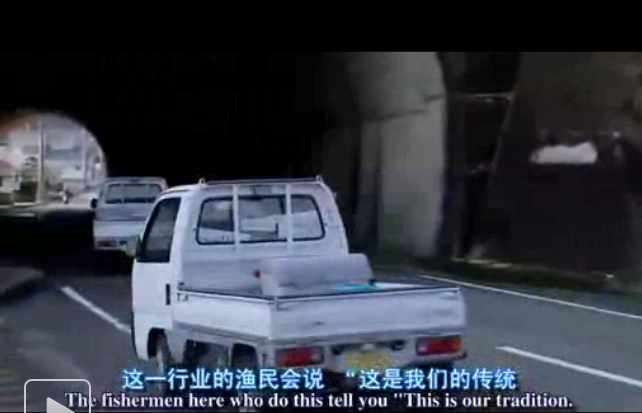 海豚湾剧照的剧照