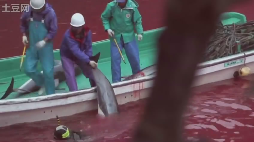 海豚湾剧照的剧照