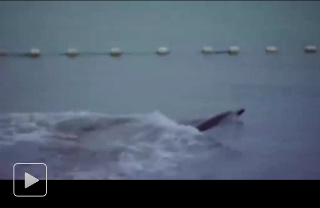 海豚湾剧照的剧照