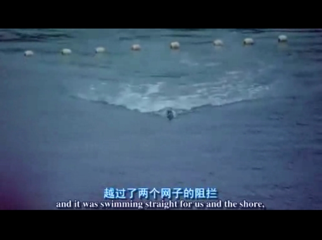 海豚湾剧照的剧照