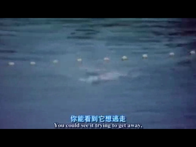 海豚湾剧照的剧照